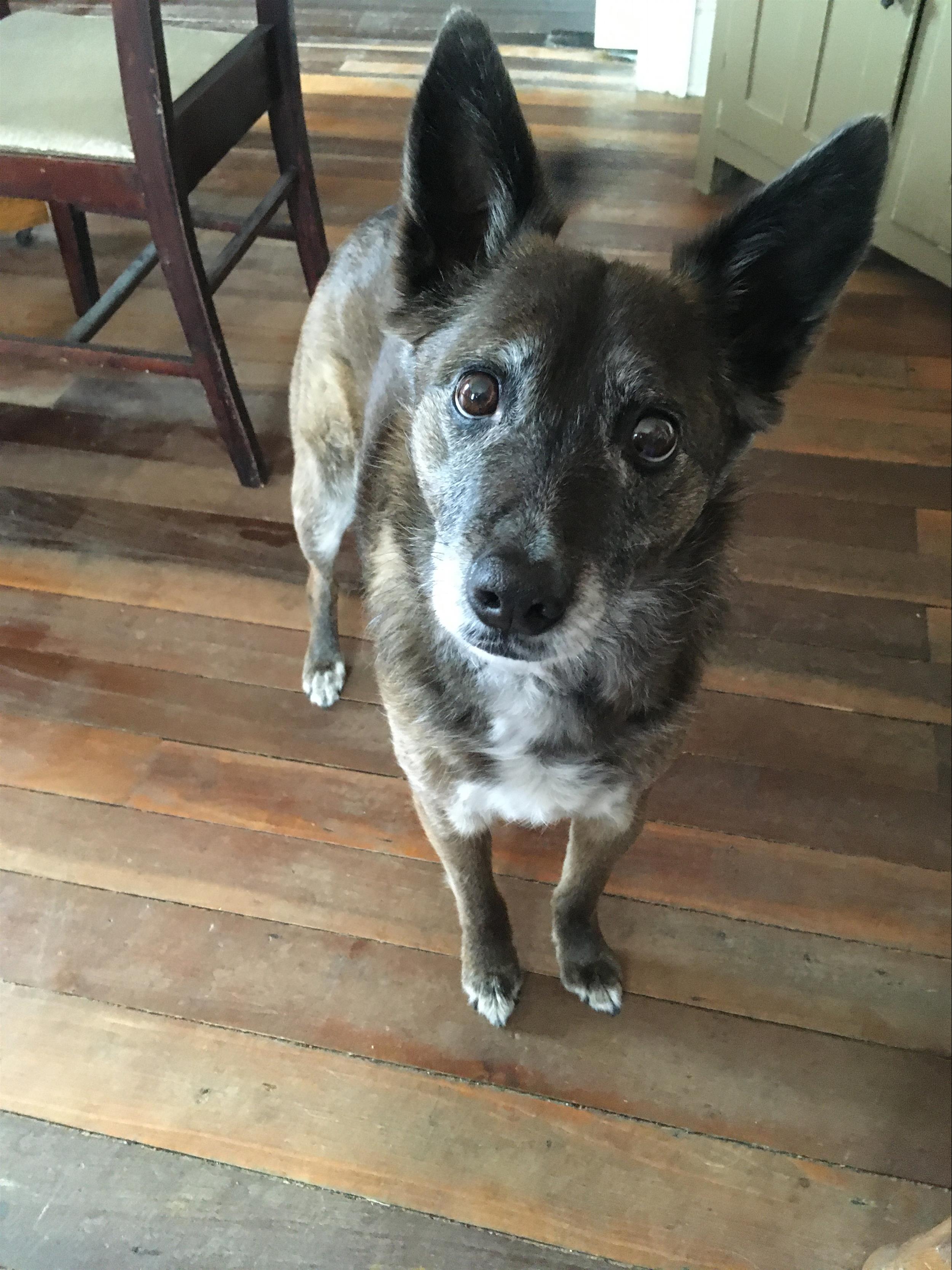 dog